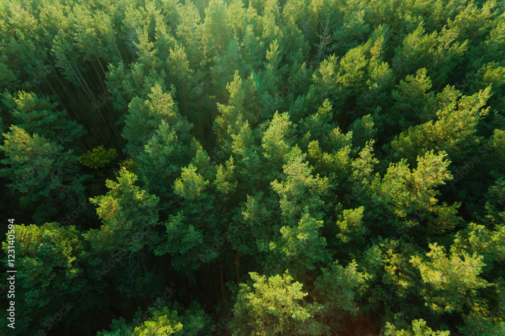 Naklejka premium Piękna panoramiczna fotografia nad wierzchołkami sosnowy las. Widok z lotu ptaka. Z góry. Zdjęcie zrobione za pomocą helikoptera. Widok z góry
