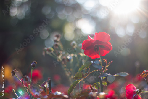 Rose Rosen, Tiefenunschärfe