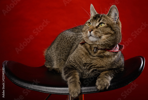 Cat sits on a black chair in front of a red background © ovjo12