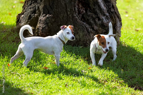 puppies on the green grass