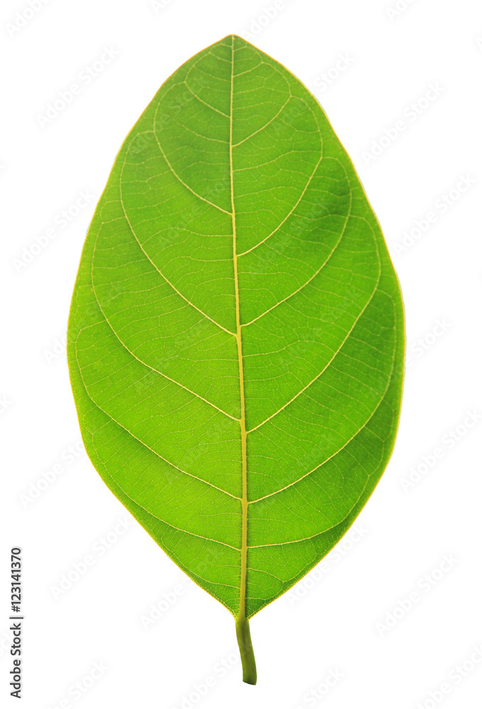 Obraz premium Green leaf isolated on white background