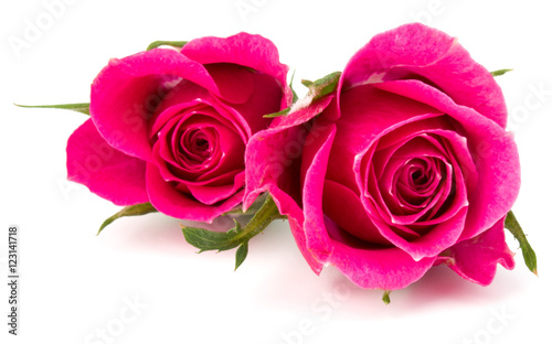 pink rose flower head isolated on white background cutout