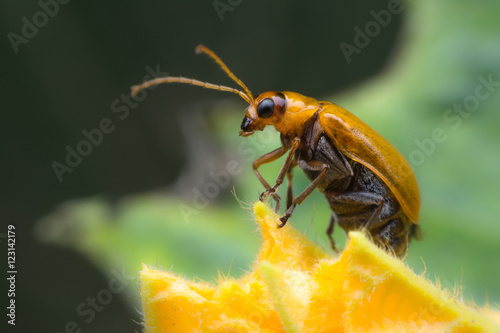 Pumpkin beetle bug photo