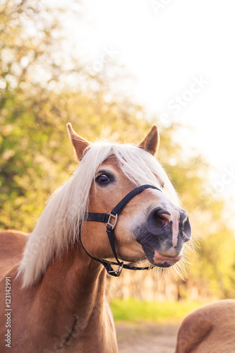 Fototapeta Naklejka Na Ścianę i Meble -  Haffiportrait