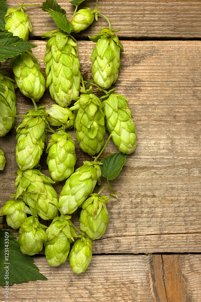 Fresh green hops on a wooden table closeup. Fresh green hops on a wooden table closeup.