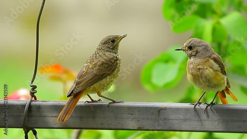 Two common nihgtingale on the metal pipe photo