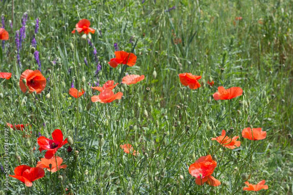 Blumenwiese Blumenwiese