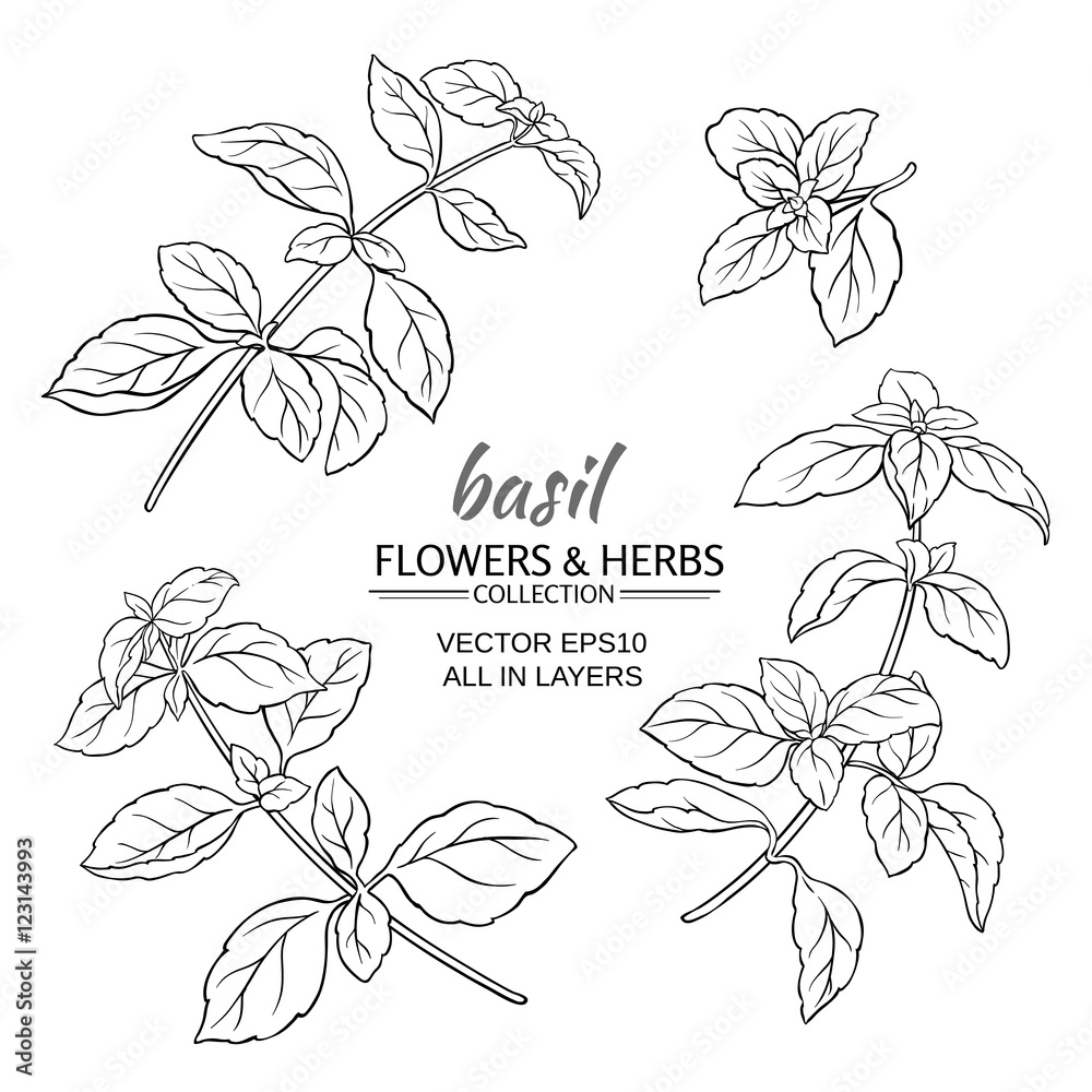 Basil Rice Vector basil vector set Stock Vector | Adobe Stock