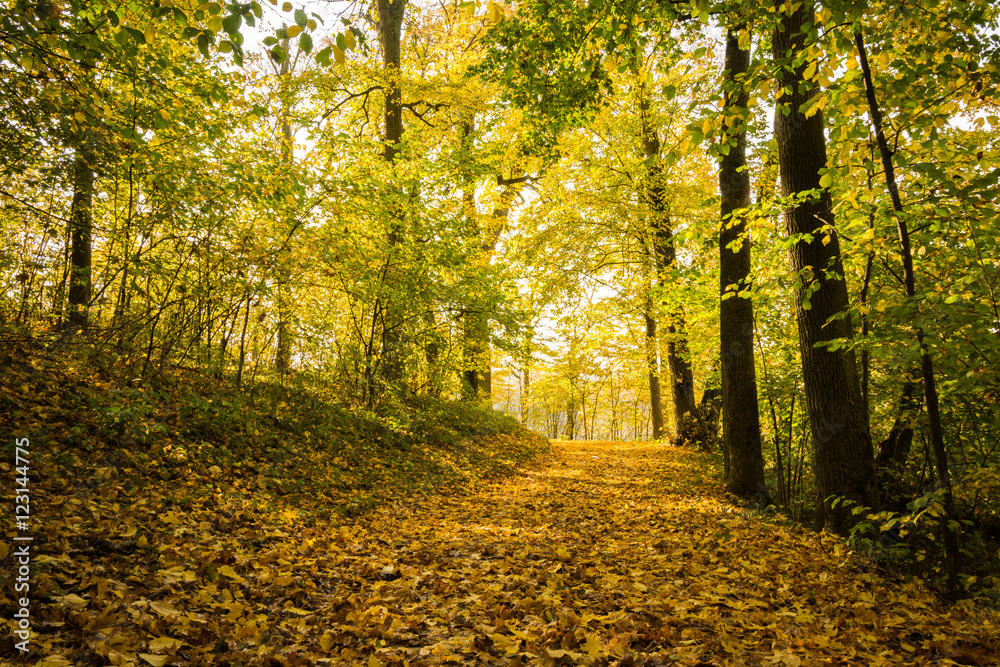 Obraz premium The path in the autumn forest strewn with yellow leaves on a sunny day