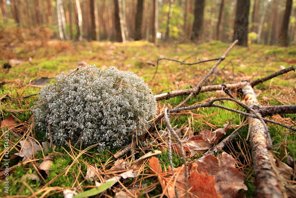 Obraz premium Las jesienny