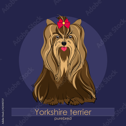  Yorkshire terrier