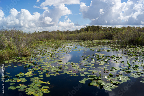 Seerosen Anhinga Trail Everglades National Park USA photo