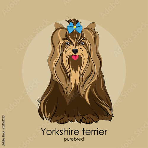  Yorkshire terrier