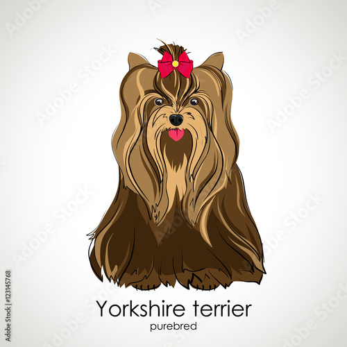  Yorkshire terrier