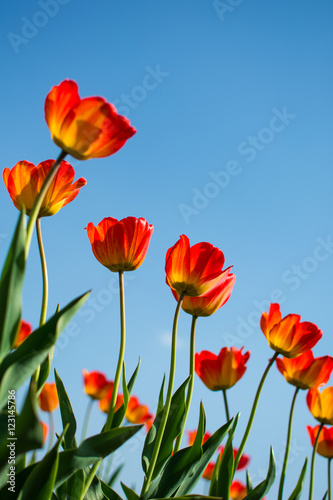 Orange Turips with blue sky