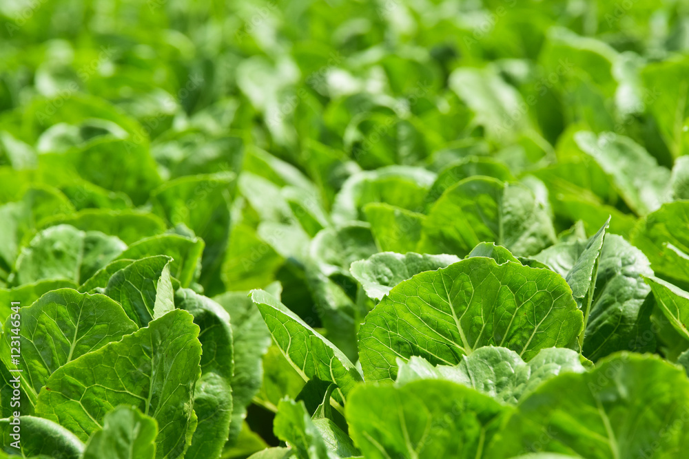 Hydroponic vegetables growing in greenhouse ,Clean food Eating ,Clean food Eating background Hydroponic vegetables growing in greenhouse ,Clean food Eating ,Clean food Eating background