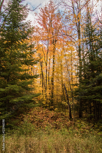 The forest lights up with color. Northern Minnesota