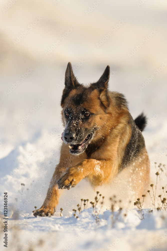 German shepherd dog run in winter field in snow
