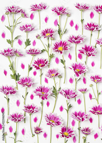 Wallpaper Mural fiori sfondo crisantemi  Torontodigital.ca
