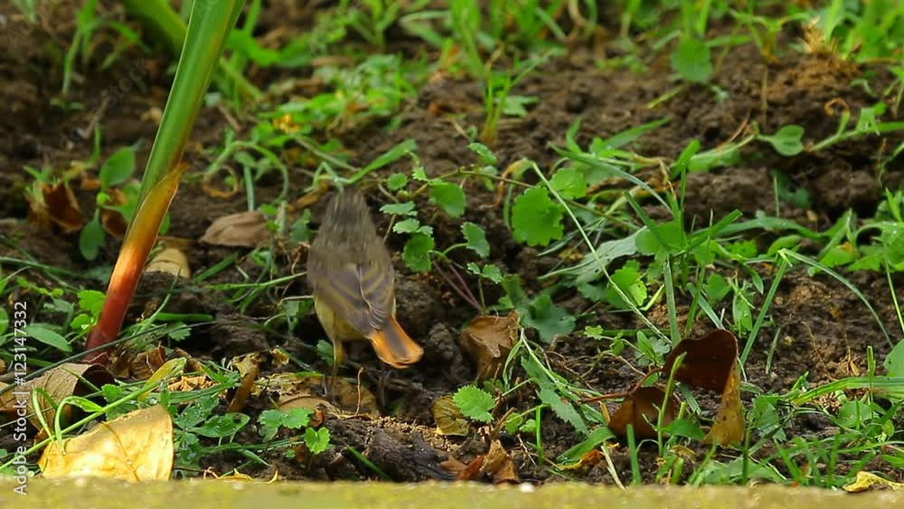 Common nightingale looking for food on the ground
