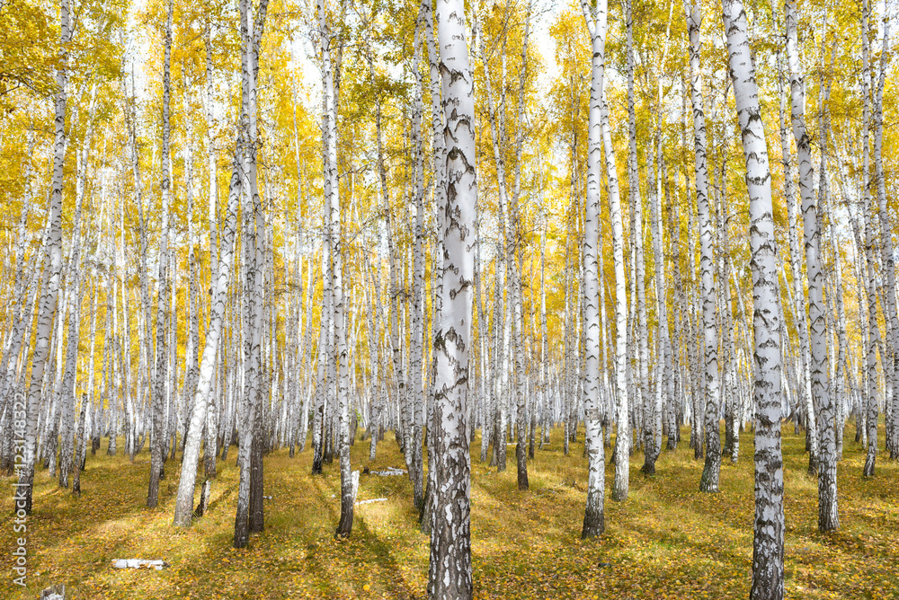 autumn birch forest autumn birch forest