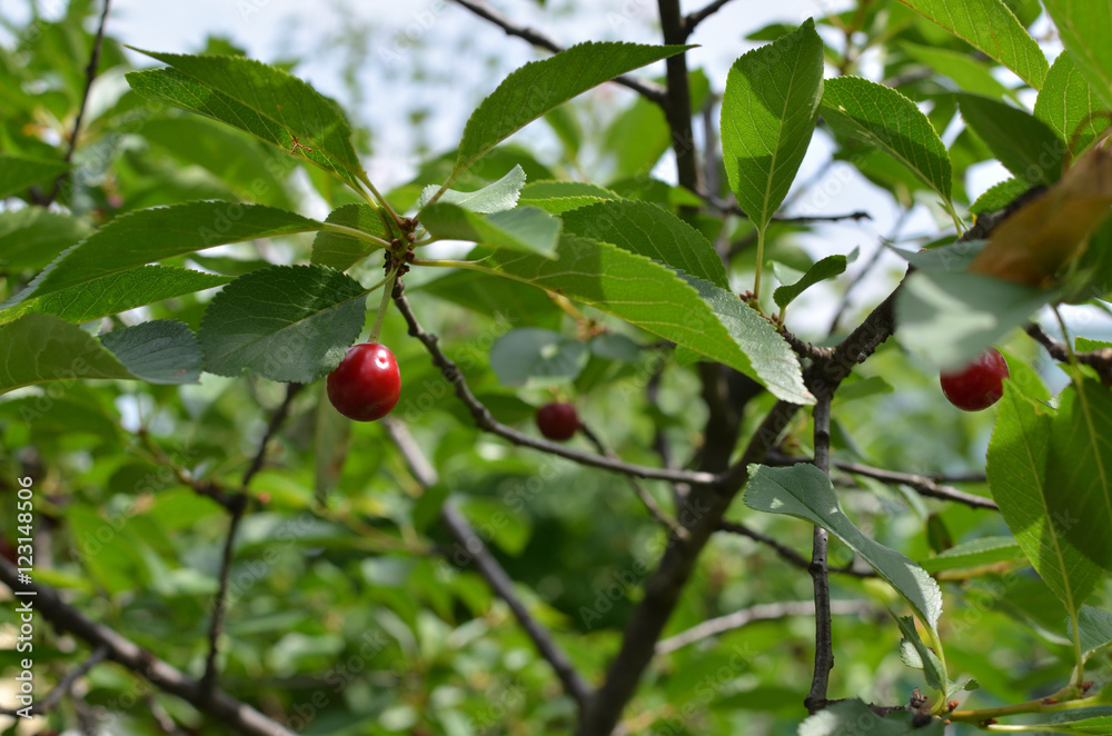 Ripe red sweet cherry fruits on a tree branch in springtime