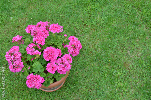 Fototapeta Naklejka Na Ścianę i Meble -  Pot of pink geranium in blossom on a green lawn