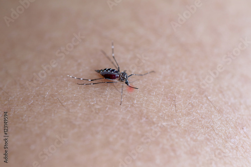 Mosquito sucking blood on the arm.