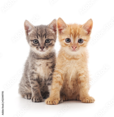 Two kittens. © voren1