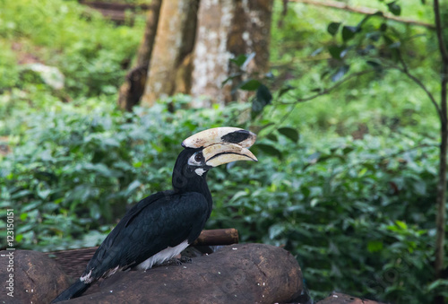 Hornbill bird headshot in nation park,Thailand