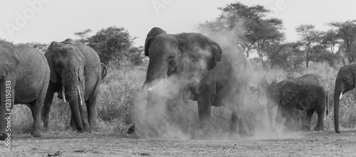Elephants dans la savane africaine, Tanzanie photo
