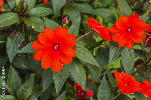 Impatiens hawkeri (New Guinea impatiens).
