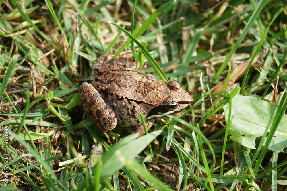 Small brown and black toad in grass Small brown and black toad in grass