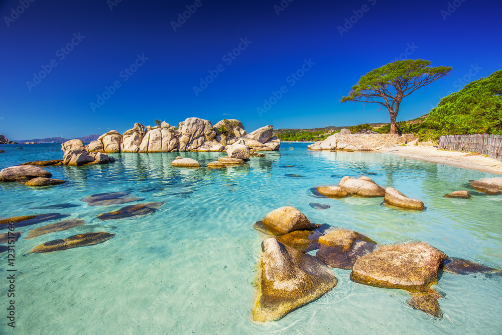 Naklejka premium Sosna na plaży Palombaggia, Korsyka, Francja