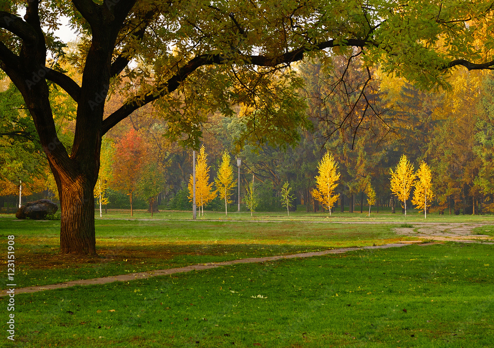 Autumn glade in park