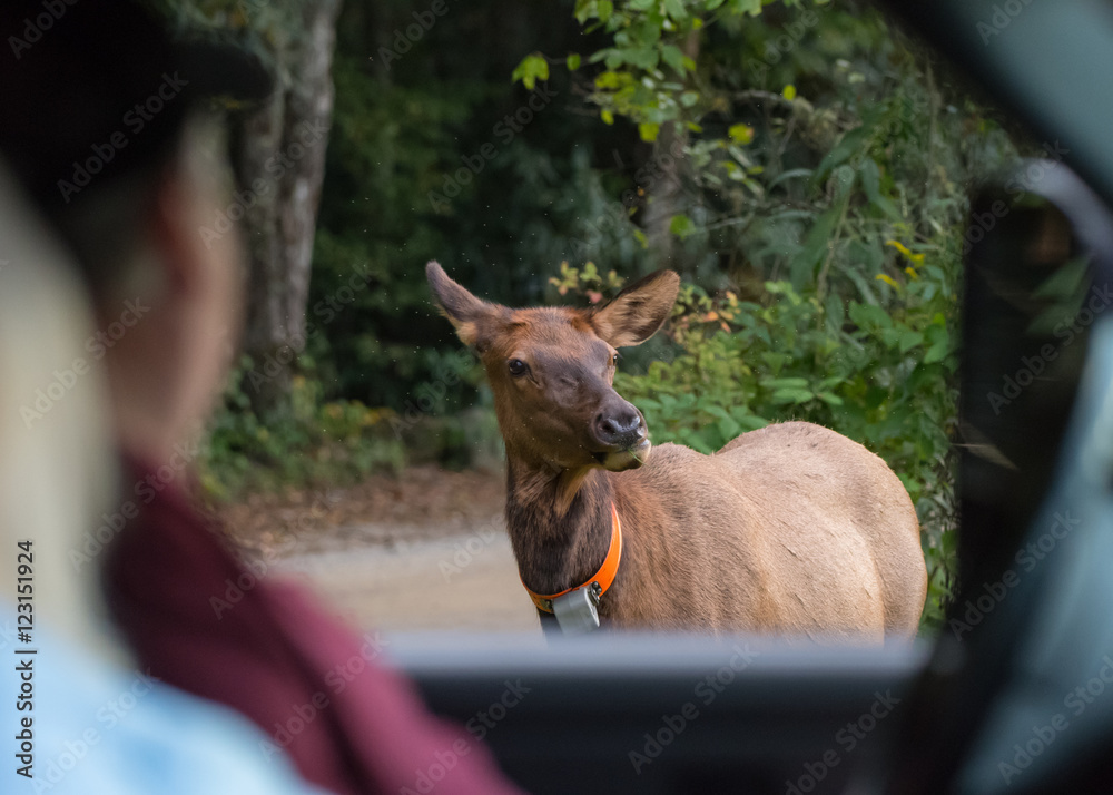 Obraz premium Tourist Safely Observe Elk Cow From Truck
