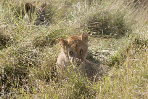 Lion cub © gator