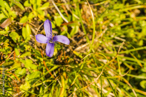 Top view of flourishing flower. photo