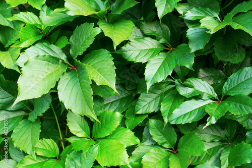 bright green leaves of decorative grapes closeup background