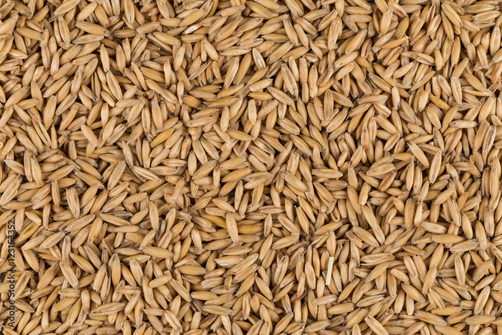 natural oat grains background, closeup