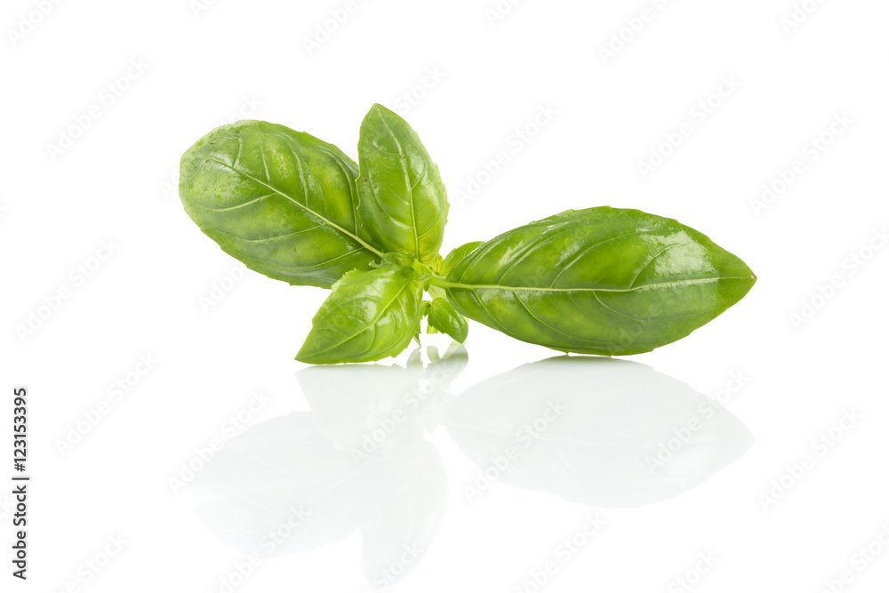 Fototapeta premium Fresh green wet leaf basil