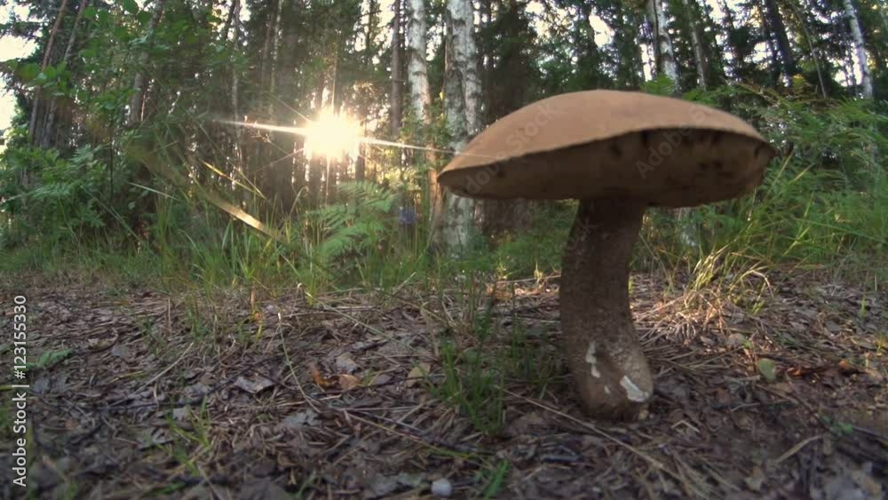 mushroom in swedish forest
