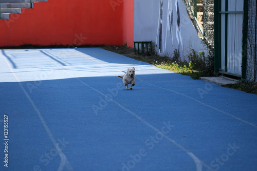 Little puppy running