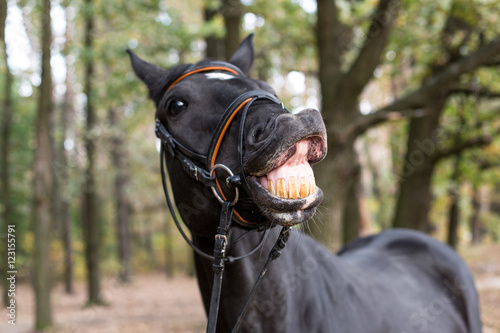 Fototapeta Naklejka Na Ścianę i Meble -  funny smiling black horse