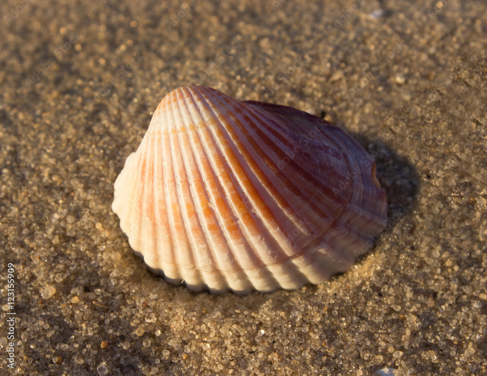 beautiful striped shell on the sand, the evening sun, close-up beautiful striped shell on the sand, the evening sun, close-up