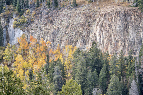 aspen, spruce  and sandstone cliff