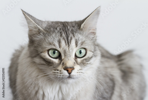 silver kitten of siberian breed, outdoor