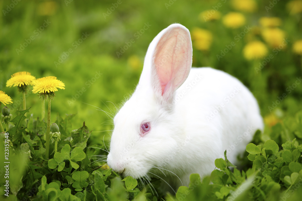White rabbit in a field of dandelions White rabbit in a field of dandelions