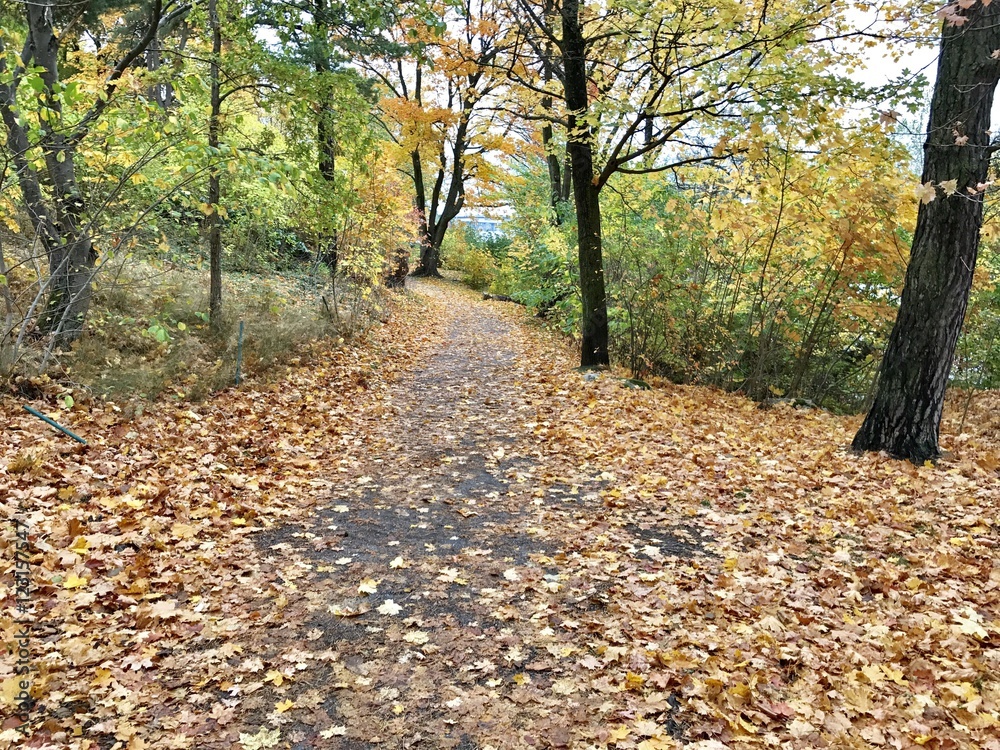 Autumn Autumn