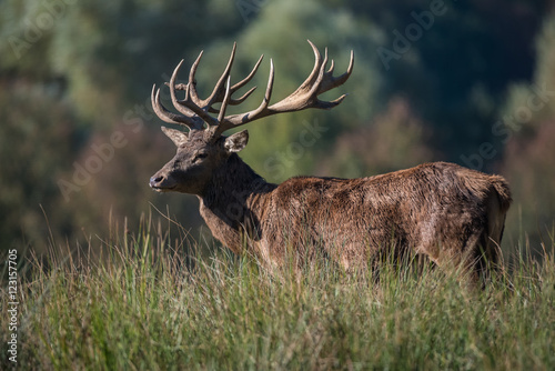 Hirsch im Wald